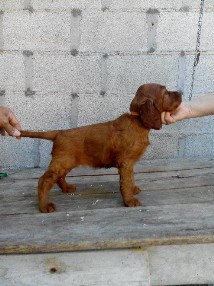 Cuccioli 2018 Cuccioli 2018