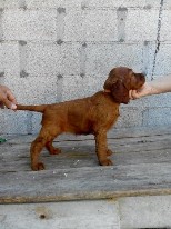 Cuccioli 2018 Cuccioli 2018