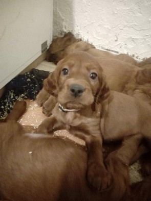 Cuccioli 2018 Cuccioli 2018