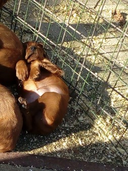 Cuccioli 2018 Cuccioli 2018