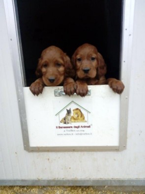 Cuccioli 2018 Cuccioli 2018