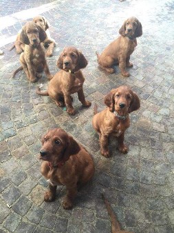 Cuccioli 2018 Cuccioli 2018