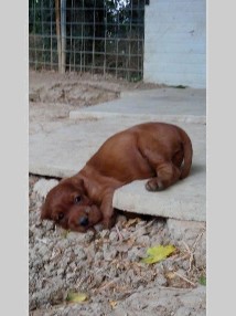 Cuccioli 2018 Cuccioli 2018